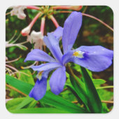 Crested Dwarf Iris Vierkante Sticker (Voorkant)