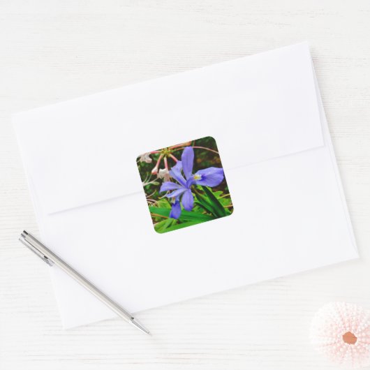 Crested Dwarf Iris Vierkante Sticker (Envelop)