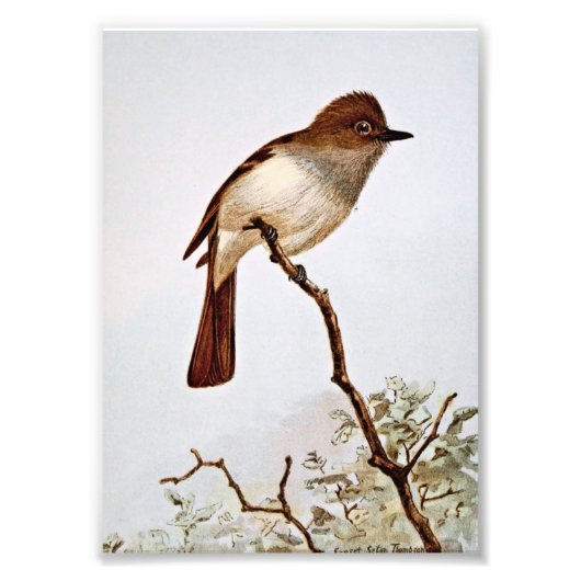 Crested Flycatcher Art Foto Afdruk (Voorkant)