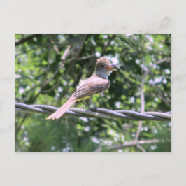 Crested Flycatcher-Briefkaart Briefkaart