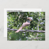 Crested Flycatcher-Briefkaart Briefkaart (Voorkant / Achterkant)