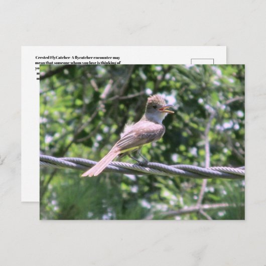 Crested Flycatcher-Briefkaart Briefkaart (Voorkant / Achterkant)