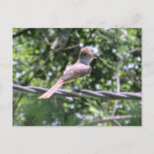Crested Flycatcher-Briefkaart Briefkaart (Voorkant)