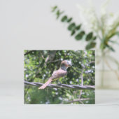 Crested Flycatcher-Briefkaart Briefkaart (Staand voorkant)