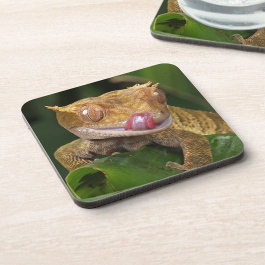 Crested Gecko Bier Onderzetter (Linkerzijde)