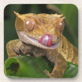 Crested Gecko Bier Onderzetter (Voorkant)