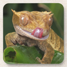 Crested Gecko Bier Onderzetter