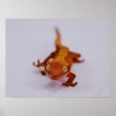 Crested Gecko Closeup Poster (Voorkant)