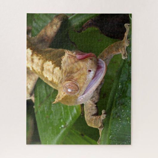 Crested Gecko Legpuzzel (Verticaal)