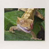 Crested Gecko Legpuzzel (Horizontaal)