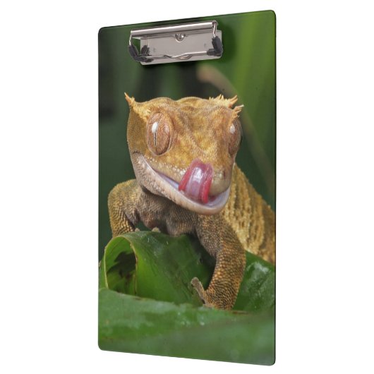 Crested Gecko Lizard Klembord (Links)