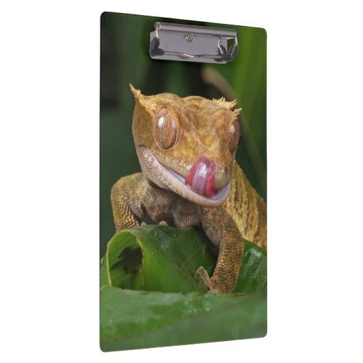 Crested Gecko Lizard Klembord (Rechts)