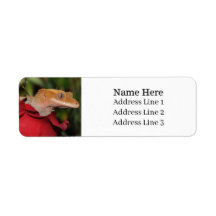 Crested Gecko Lizard op een Roos Retouradres