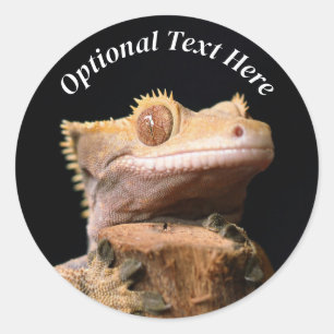 Crested Gecko Lizard op zwart Ronde Sticker