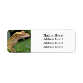 Crested Gecko Lizard Retouradres Etiket (Voorkant)