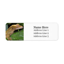 Crested Gecko Lizard Retouradres