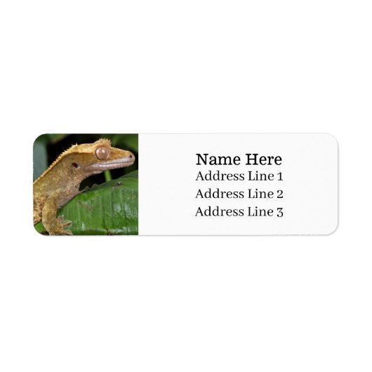 Crested Gecko Lizard Retouradres Etiket (Voorkant)