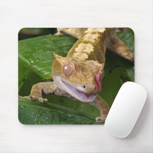 Crested Gecko Muismat (Met muis)