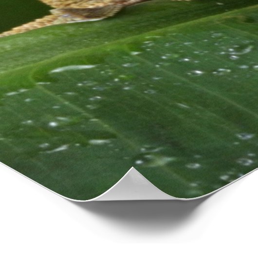 Crested Gecko Poster (Hoek)