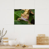 Crested Gecko Poster (Keuken)