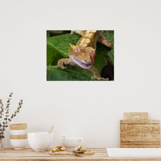 Crested Gecko Poster (Keuken)