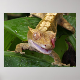 Crested Gecko Poster