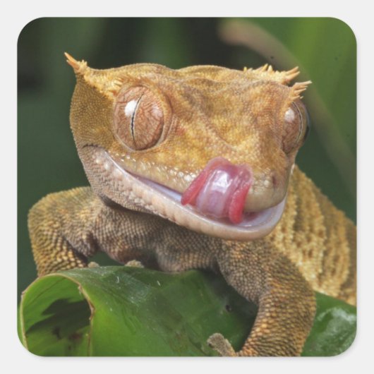 Crested Gecko Vierkante Sticker (Voorkant)
