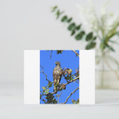 Crested Hawk Eagle in Sri Lanka Briefkaart (Staand voorkant)