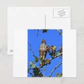 Crested Hawk Eagle in Sri Lanka Briefkaart (Voorkant / Achterkant)