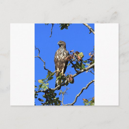 Crested Hawk Eagle in Sri Lanka Briefkaart (Voorkant)