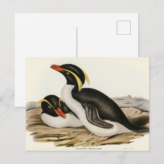 Crested Penguin door Elizabeth Gould Briefkaart (Voorkant / Achterkant)