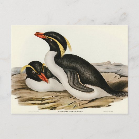 Crested Penguin door Elizabeth Gould Briefkaart (Voorkant)