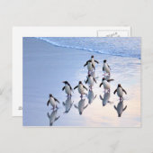 Crested Penguins die terugkeren uit de Oceaan Briefkaart (Voorkant / Achterkant)