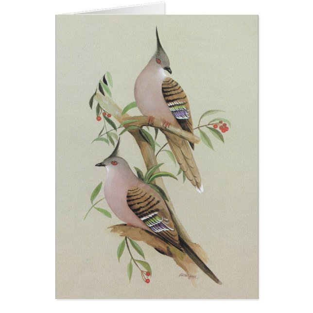 Crested Pigeon - Ocypiehotels (Voorkant)