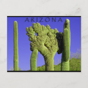 Crested Saguaro in het Congres, Arizona Briefkaart