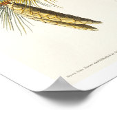 Crested Titmouse by Audubon Poster (Hoek)