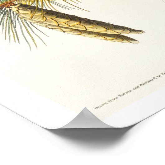 Crested Titmouse by Audubon Poster (Hoek)