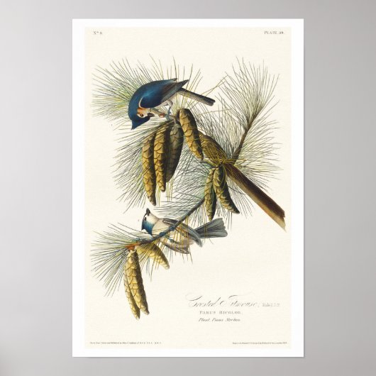Crested Titmouse by Audubon Poster (Voorkant)