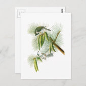 Crested Titmouse John James Audubon Birds America Briefkaart (Voorkant / Achterkant)