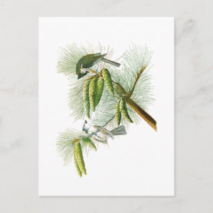 Crested Titmouse John James Audubon Birds America Briefkaart