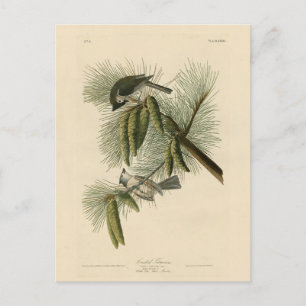 Crested (Tufted) Titmouse Audubon Birds of America Briefkaart