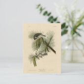 Crested (Tufted) Titmouse Audubon Birds of America Briefkaart (Staand voorkant)
