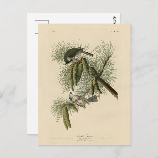 Crested (Tufted) Titmouse Audubon Birds of America Briefkaart (Voorkant / Achterkant)