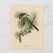 Crested (Tufted) Titmouse Audubon Birds of America Briefkaart (Voorkant)