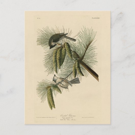 Crested (Tufted) Titmouse Audubon Birds of America Briefkaart (Voorkant)