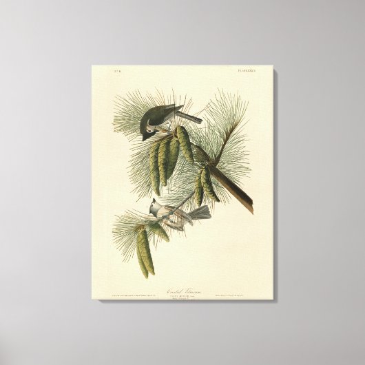 Crested (Tufted) Titmouse Audubon Birds of America Canvas Afdruk (Voorkant)