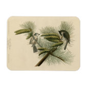 Crested (Tufted) Titmouse Audubon Birds of America Magneet (Horizontaal)