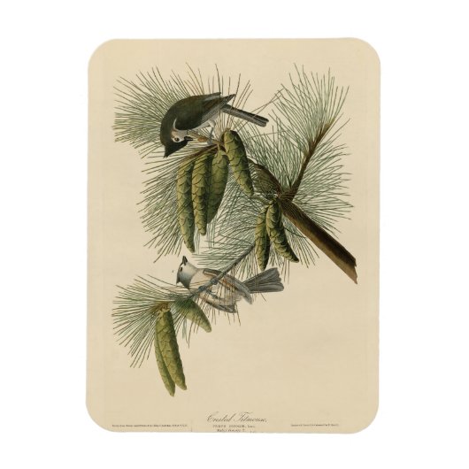 Crested (Tufted) Titmouse Audubon Birds of America Magneet (Verticaal)
