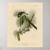 Crested (Tufted) Titmouse Audubon Birds of America Poster (Voorkant)