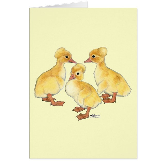 Crested White Ducklings (Voorkant)
